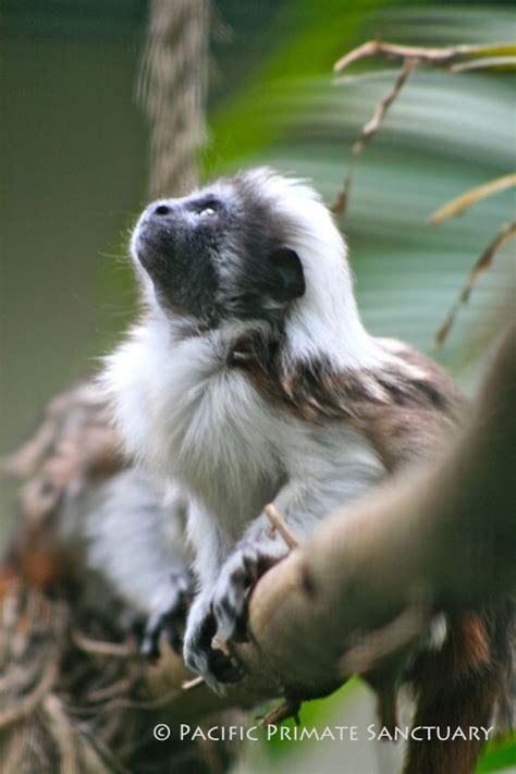 Critically Endangered Cotton Top Tamarin Living Free From Exploitation