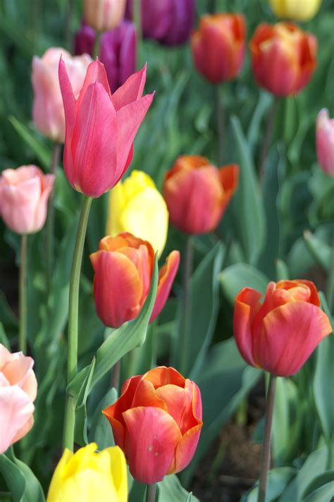 We did not find results for: Why different flowers have different colours - Flower Press