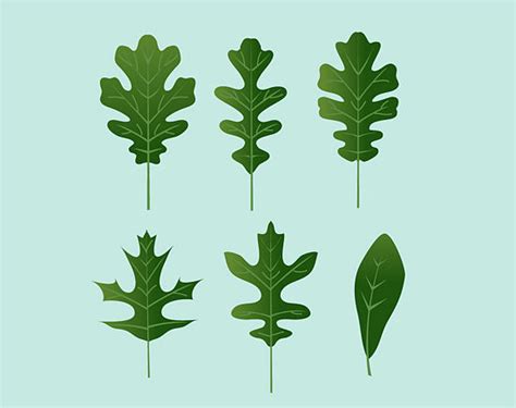 Types Of Oak Trees Leaves Types Of