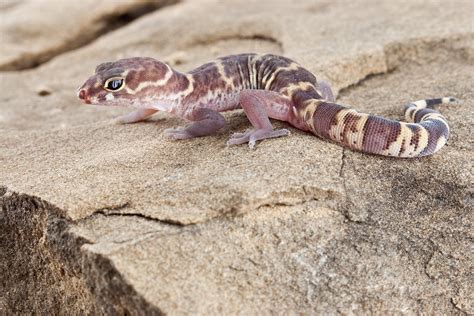 Texas Banded Gecko Male Ive Seen Countless Texas Banded Flickr