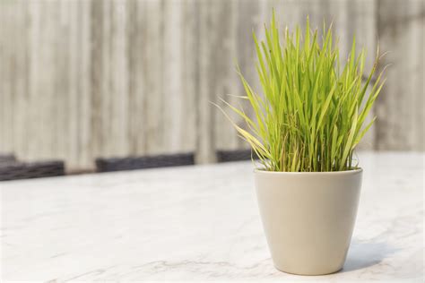 Lemongrass is a perennial grass that can grow as tall as 5 feet. Can You Grow Lemongrass Indoors - Learn How To Grow ...