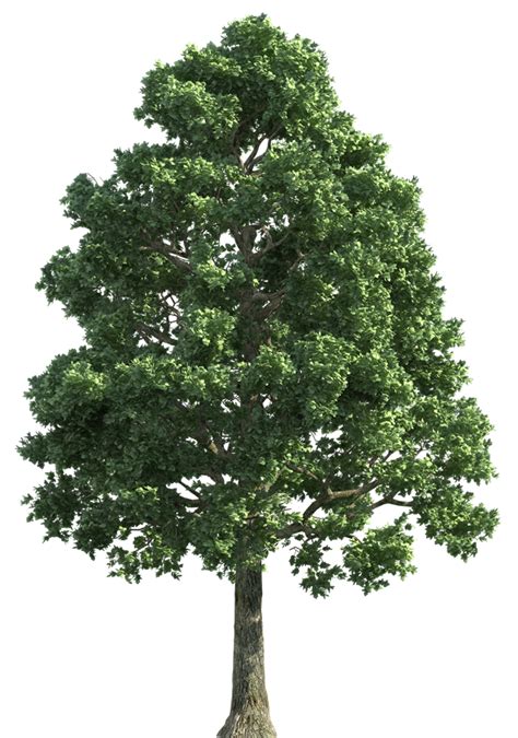 Tree Png Hd Quality Png Play