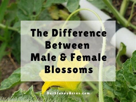The Difference Between Male And Female Blossoms Our Stoney Acres Vegetable Garden Planning