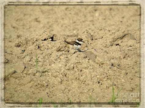 Speck In The Sand Killdeer Chick Photograph By Ella Kaye Dickey