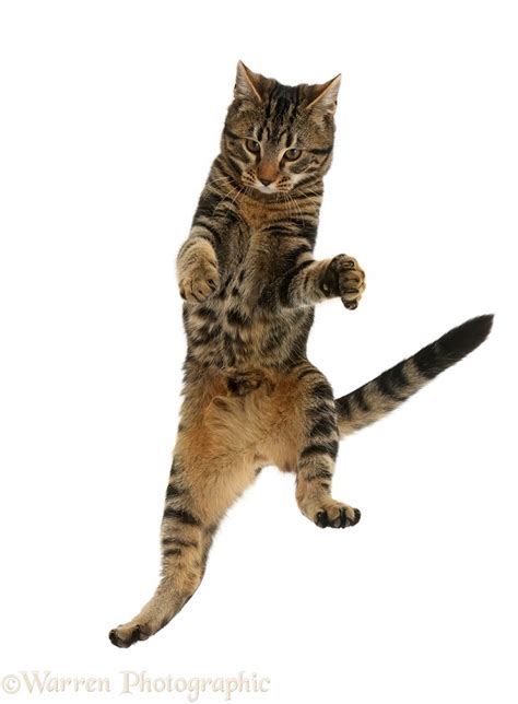 Tabby Cat Jumping In The Air Photo Wp42781