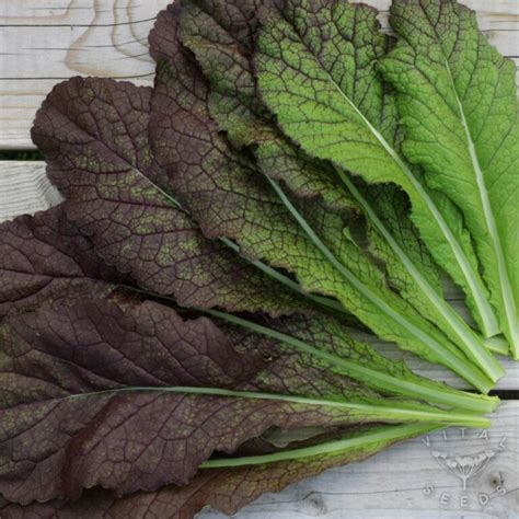 Asian Greens Giant Red Mustard Vital Seeds