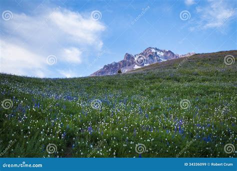 Summer Wildflowers On Mt Hood Oregon Stock Image Image Of Hood