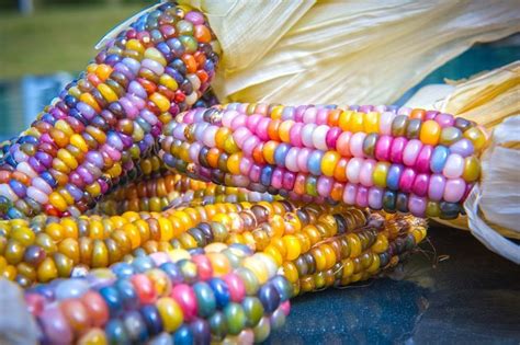 How To Grow Harvest Dry And Cook Beautiful Glass Gem Corn Dengarden