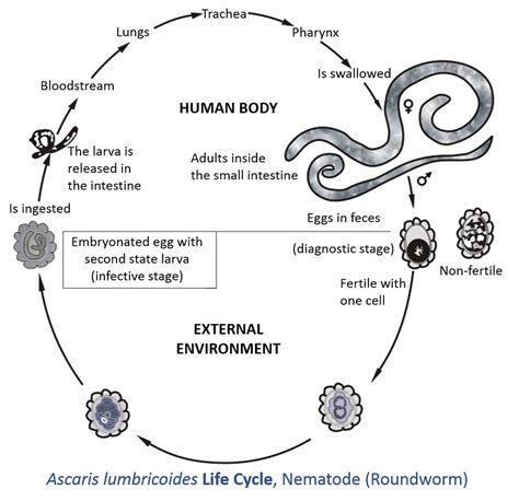 Ascaris Lumbricoides Life Cycle Information By Catalina Ma Flickr Porn Sex Picture