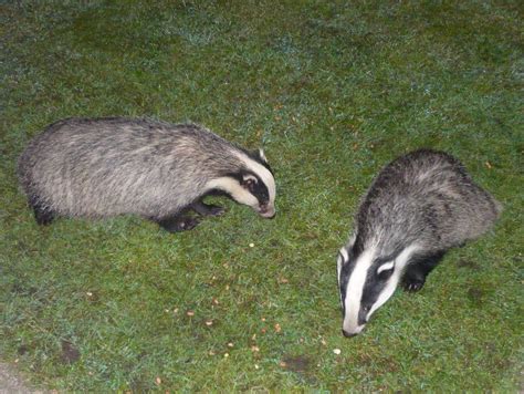 Badgers In The Garden Two Badgers Feeding In My Back Garde Flickr