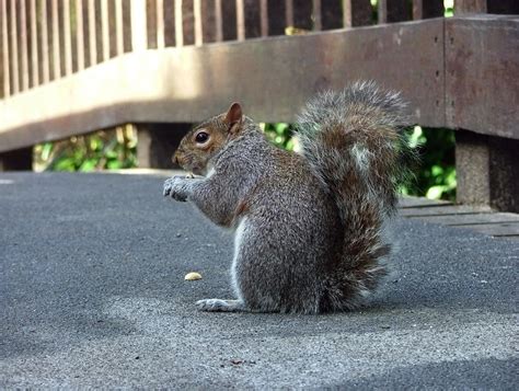 A Grey Squirrel Eating A Peanut By Aegiandyad On Deviantart