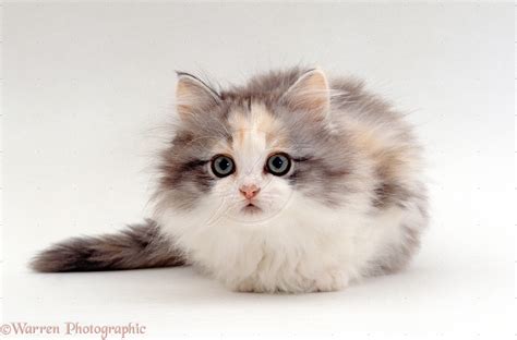 You may find that the cutest kitten breeds might just be those up for adoption near you. Fluffy Kitten Wallpapers Background Free Download ...