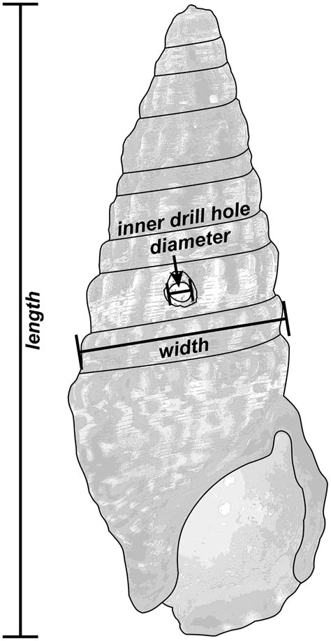 Karonpe confirmed on stream that selly won't be playing apex competitively for t1 and is now a t1 streamer. Gastropod measurements including length (apex to aperture), width... | Download Scientific Diagram