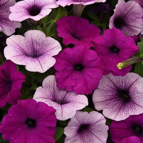 Easy Wave Spreading Petunia Plumb Pudding Flower Seed Mix
