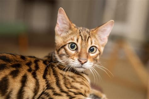 Toyger Cat Breed Size Appearance Personality