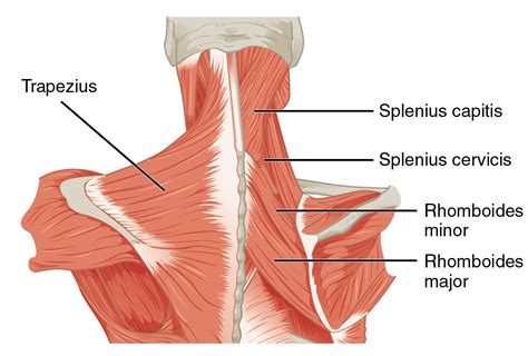 Upper Trapezius Pain Relief Access Health Chiropractic