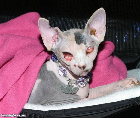 View 5 Sphynx Cat Without Eyes Youngcrownquote