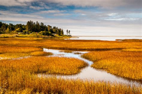 Coastal Marsh - Outdoor Photographer