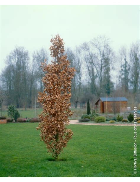 Quercus Robur F Fastigiata Koster Chêne Pédonculé Fastigié Koster