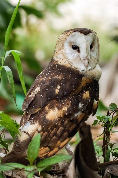 Eastern Grass Owl Or Australian Grass Owl Tyto Longimembris Owl Owl Photos Nature Birds