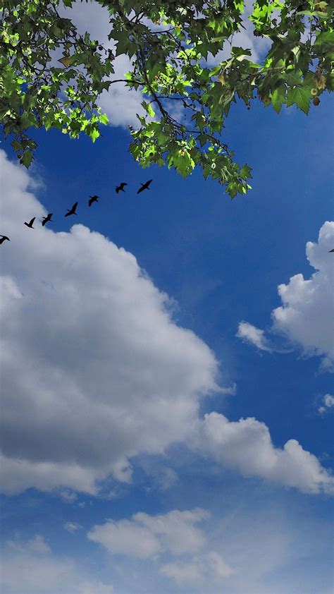 🔥 Download Sky Nature Bird Tree Cloud Wallpaper For Htc One M9 By