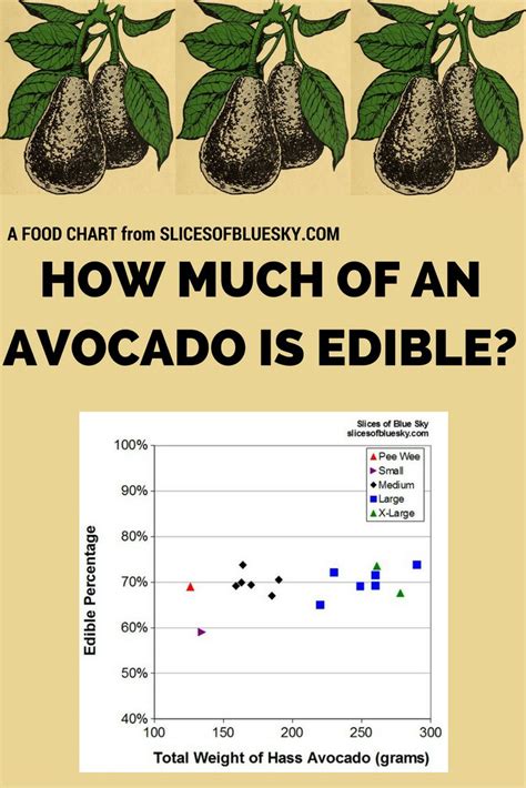 Avocado Sizes And Weights