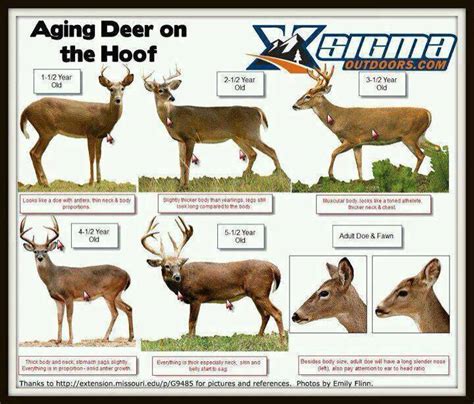 A Dixie Lady Deer Hunter Aging Deer Chart