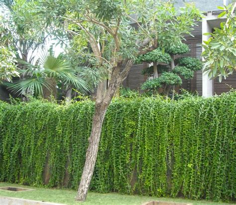 Lee kuan yew berkuasa antara 1971 hingga 1990. JUAL POHON LEE KWAN YEW | tukang taman | JUAL TANAMAN HIAS ...