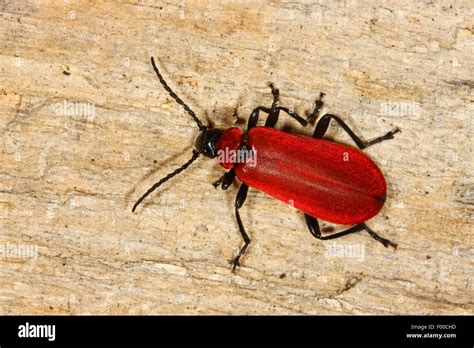 Scarlet Fire Beetle Cardinal Beetle Pyrochroa Coccinea On A Stone