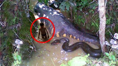 Worlds Biggest Snake Ever Giant Anaconda Youtube