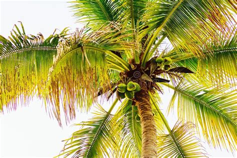 Mexican Coconut Palm Stock Photo Image Of Coconut Nature 105356624