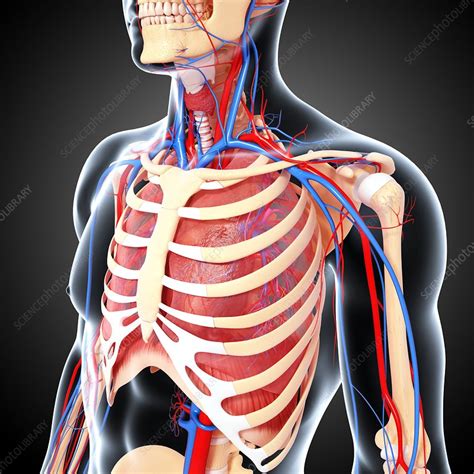 Upper Body Anatomy Artwork Stock Image F0059989 Science Photo