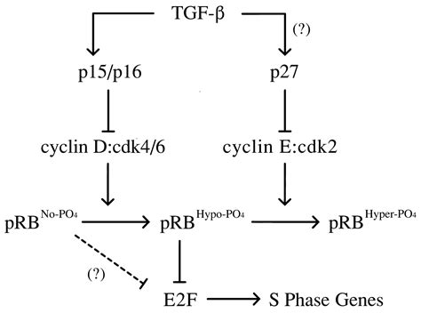 Hypo Phosphorylation Of The Retinoblastoma Protein Prb By Cyclin D