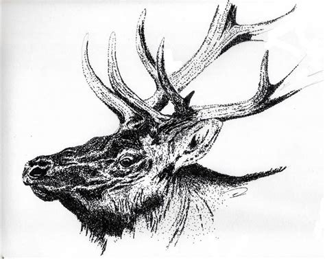 Elk Head Pointillism Sketches Elk Head Moose Art