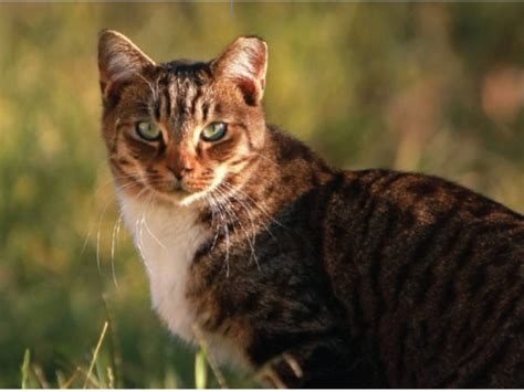 Best friends animal sanctuary, kanab, ut. Feral Cat Colonies Target of Trap-Neuter Program in ...