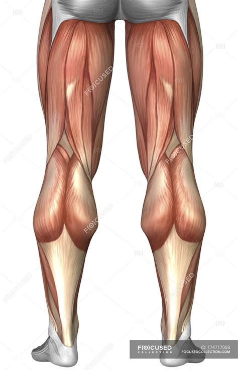 Diagram Illustrating Muscle Groups On Back Of Human Legs Vastus