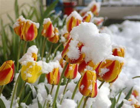 Snow Tulips Nature Photos Tulips Vegetables