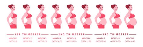 Top 115 Imagenes De Semanas De Embarazo Destinomexicomx