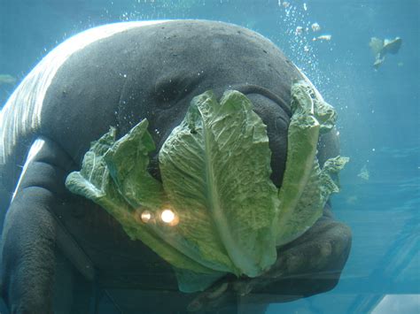 Manatee Eating Romaine Lettuce Mhr Petography Flickr