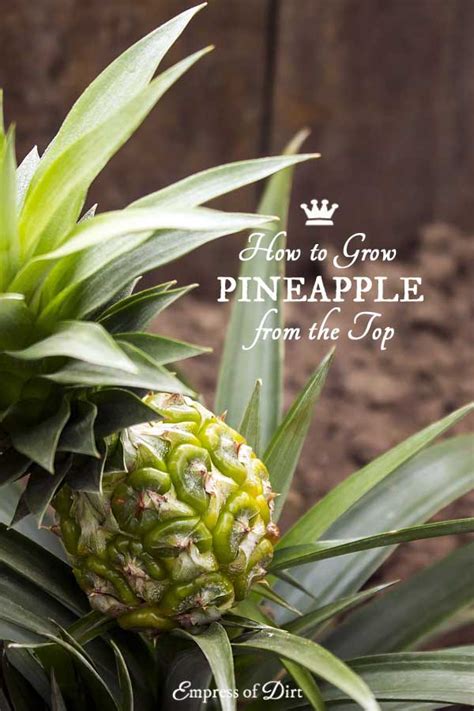 How To Grow A Pineapple Plant Indoors Empress Of Dirt