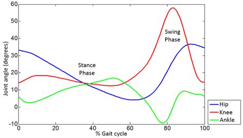 Ankle Knee And Hip Trajectories For The Gait Pattern Download