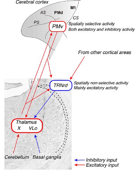 Summary Diagram Showing The Cortico Thalamic Circuits Around The Trn
