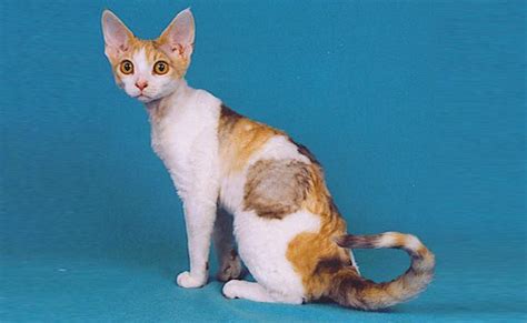 Devon Rex Cat Breed Information And Personality Petmoo