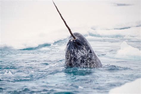 News Narwhal Tusk News Image Quest Marine