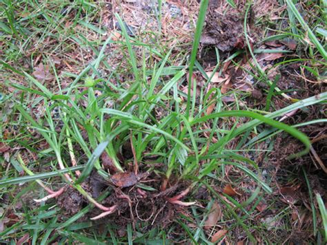 Invasive Grass Identification