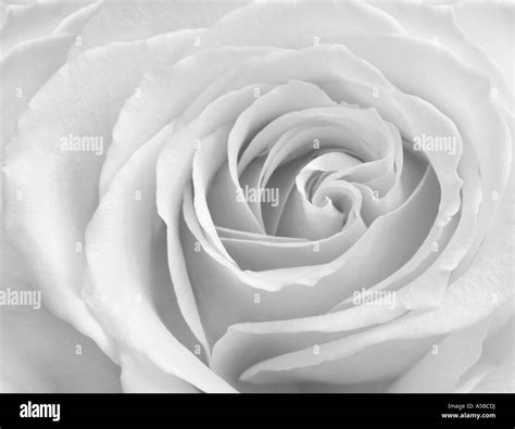 Bandw Close Up Of Layered Rose Petals Stock Photo Alamy