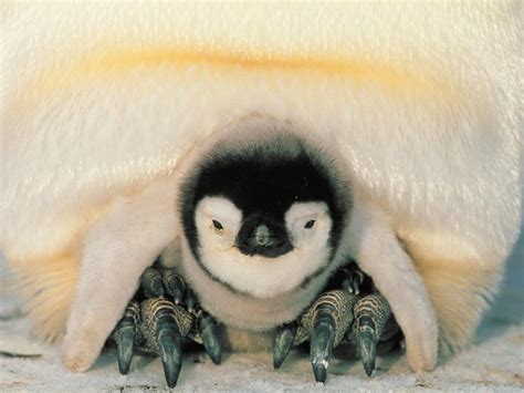 Too Cute With Images Baby Penguins Cute Baby Animals Penguins