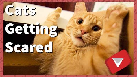 Cats Getting Scared Compilation Funny Top 10 Videos Youtube