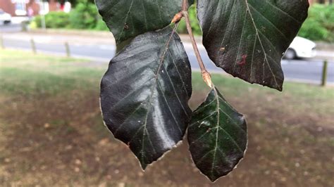 Copper Beech Fagus Sylvatica F Purpurea Leaves And Buds July 2018