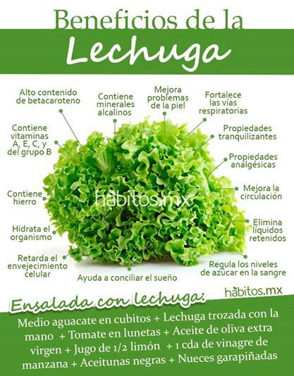 Beneficios De La Lechuga H Bitos Health Coaching